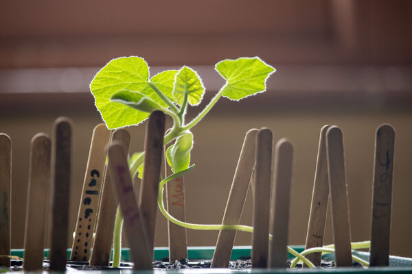 Seedlings sprouting in a pot